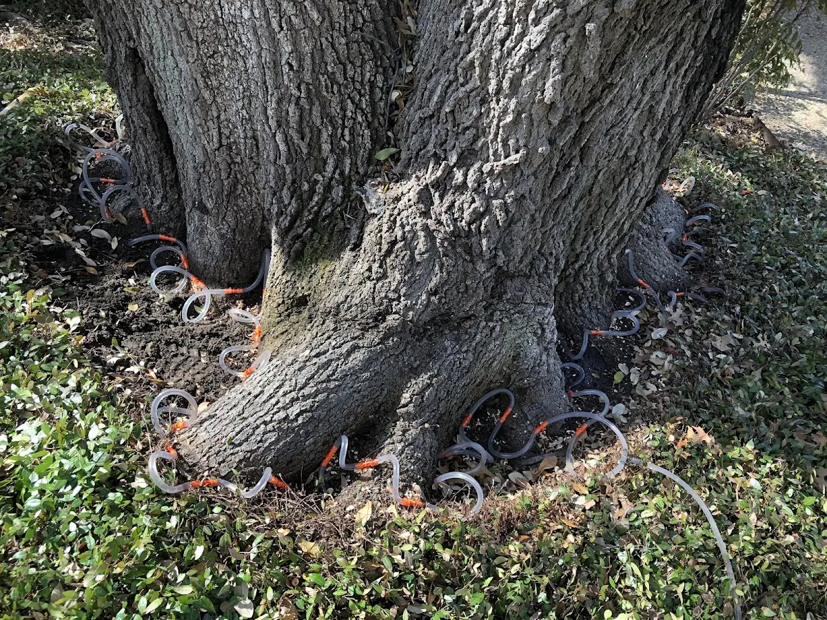 Detailed Tree Cabling and Bracing job site in Mouth Of Wilson