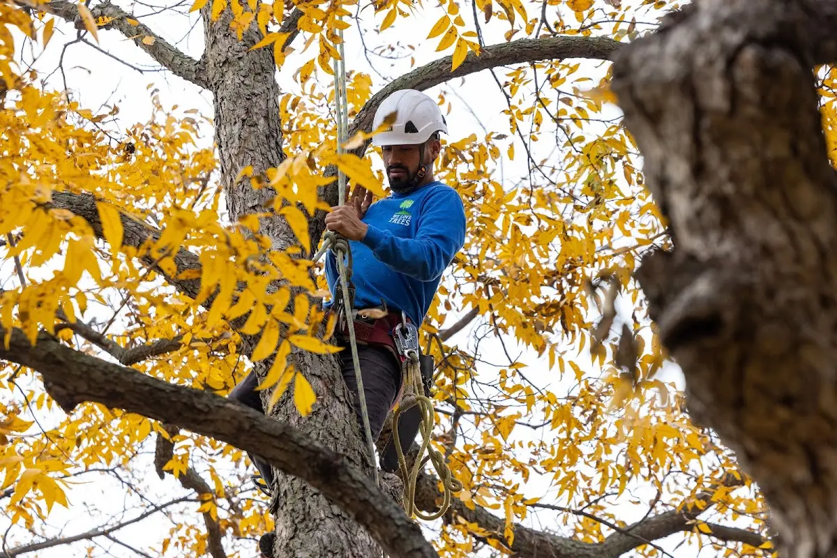 Skilled Tree Pruning crew working in Mouth Of Wilson