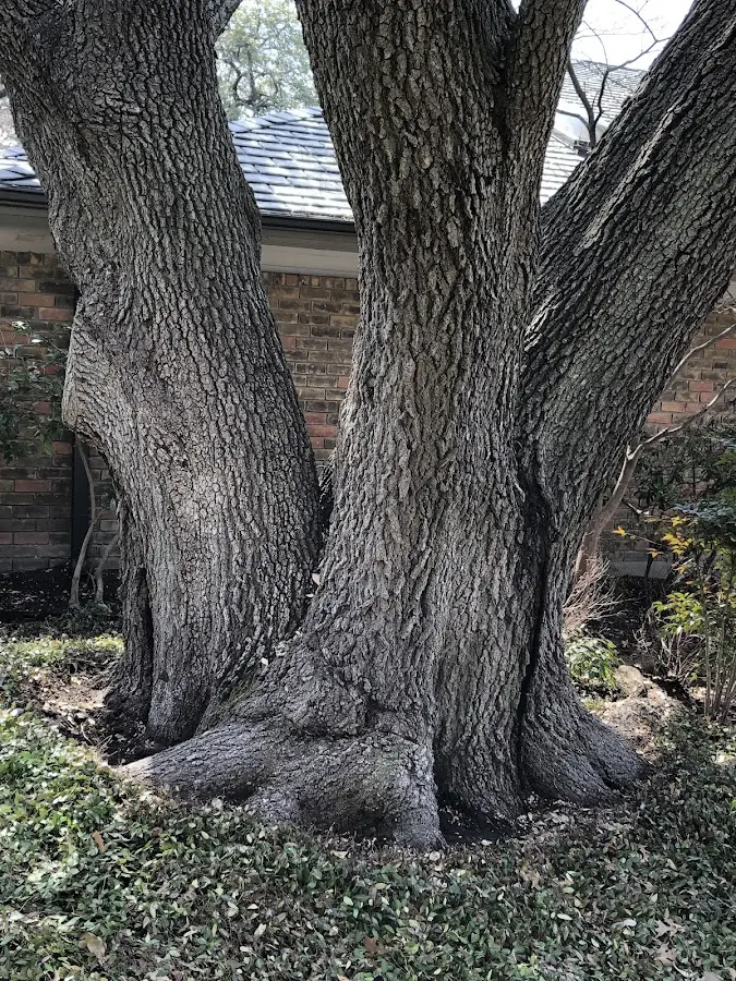 Mature heritage tree close to a Mouth Of Wilson property cared for by certified arborists